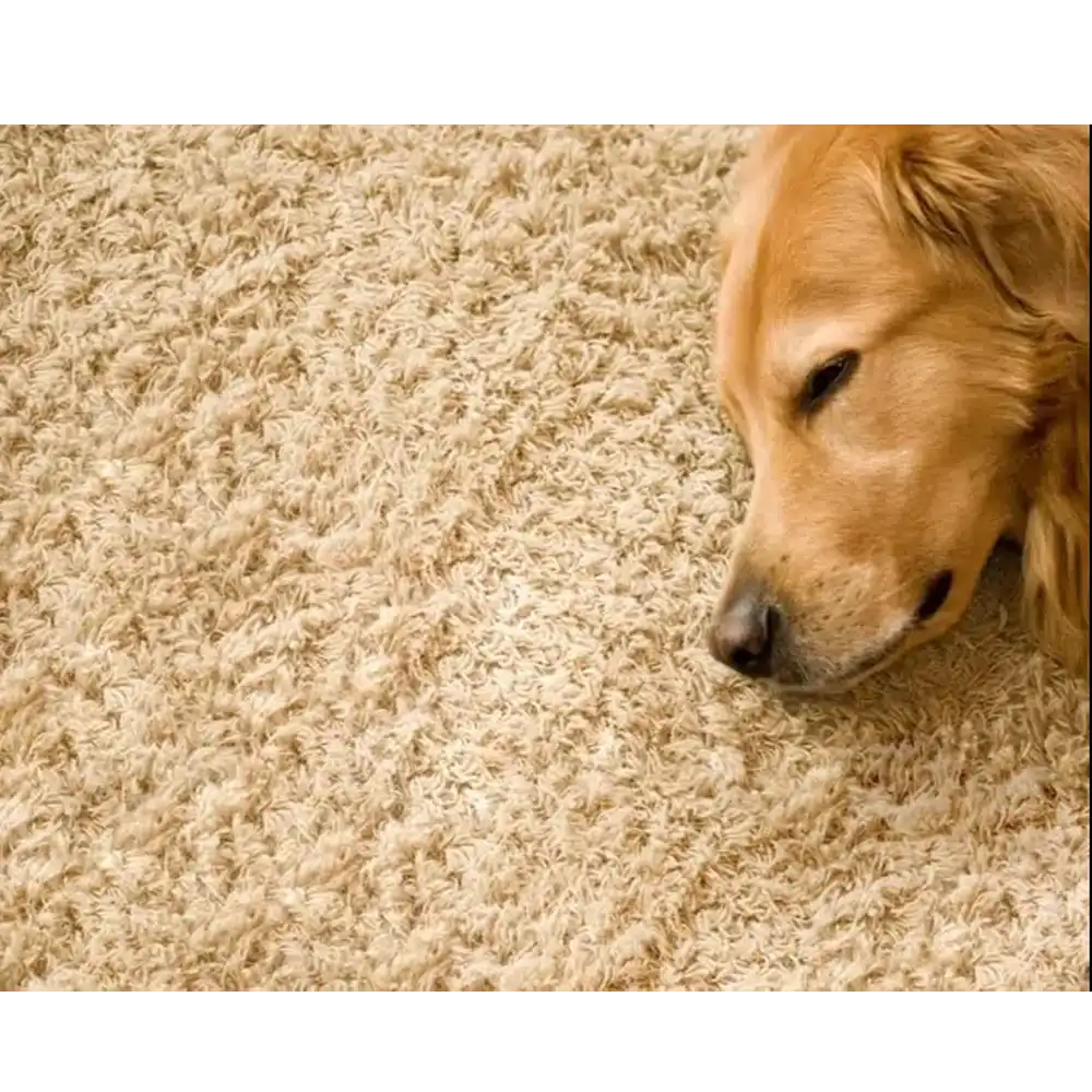 Afinityms Carpet Cleaning from Virus